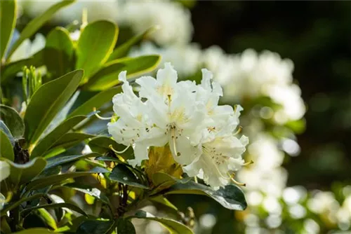 Rhododendron-Hybride 'Cunningham's Snow White' - Rhododendron Hybr.'Cunningham's Snow White' II