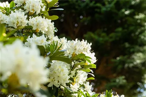 Rhododendron-Hybride 'Cunningham's Snow White' - Rhododendron Hybr.'Cunningham's Snow White' II