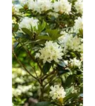 Rhododendron-Hybride 'Cunningham's Snow White' - Rhododendron Hybr.'Cunningham's Snow White' II