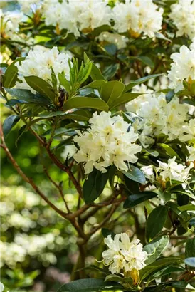 Rhododendron-Hybride 'Cunningham's Snow White' - Rhododendron Hybr.'Cunningham's Snow White' II