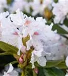 Rhododendron-Hybride 'Cunningham's White' - Rhododendron Hybr.'Cunningham's White' I