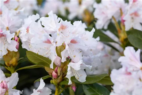 Rhododendron-Hybride 'Cunningham's White' - Rhododendron Hybr.'Cunningham's White' I