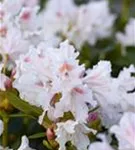 Rhododendron-Hybride 'Cunningham's White' - Rhododendron Hybr.'Cunningham's White' I