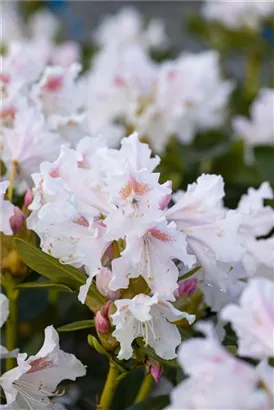 Rhododendron-Hybride 'Cunningham's White' - Rhododendron Hybr.'Cunningham's White' I