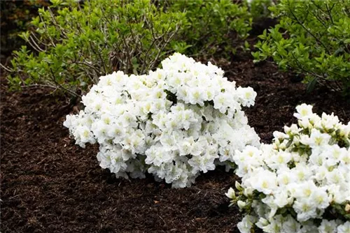 Rhododendron-Hybride 'Cunningham's White' - Rhododendron Hybr.'Cunningham's White' I