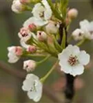 Stadtbirne 'Chanticleer' - Pyrus calleryana 'Chanticleer' CAC - Formgehölze