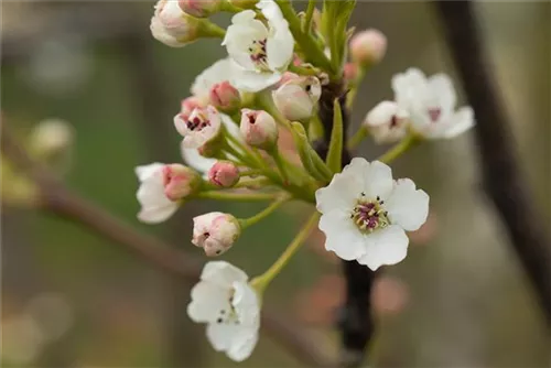 Stadtbirne 'Chanticleer' - Pyrus calleryana 'Chanticleer' CAC - Formgehölze