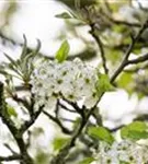 Stadtbirne 'Chanticleer' - Pyrus calleryana 'Chanticleer' CAC - Formgehölze