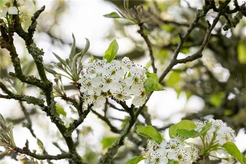 Stadtbirne 'Chanticleer' - Pyrus calleryana 'Chanticleer' CAC - Formgehölze