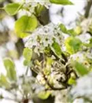 Stadtbirne 'Chanticleer' - Pyrus calleryana 'Chanticleer' CAC - Formgehölze