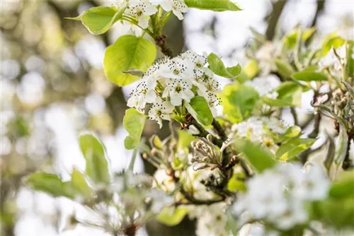 Stadtbirne 'Chanticleer' - Pyrus calleryana 'Chanticleer' CAC - Formgehölze