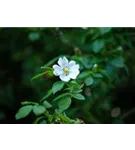 Feldrose - Rosa arvensis