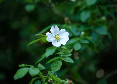 Feldrose - Rosa arvensis