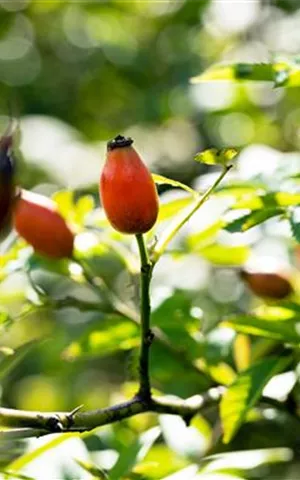 Rosa canina