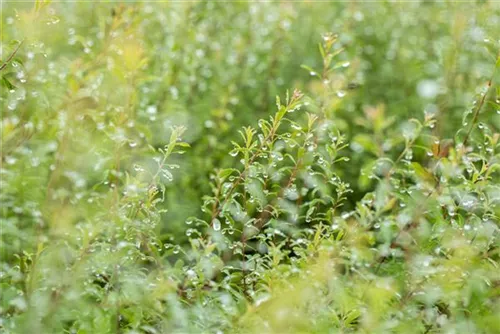 Brautspiere - Spiraea arguta