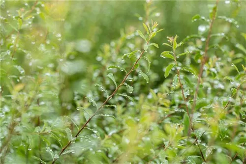 Brautspiere - Spiraea arguta