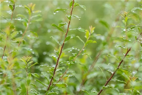 Brautspiere - Spiraea arguta