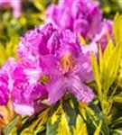 Rhododendron-Hybride 'Goldflimmer' - Rhododendron Hybr.'Goldflimmer' III