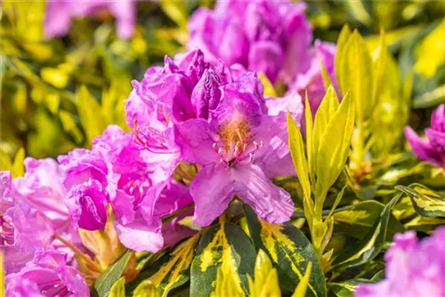 Rhododendron-Hybride 'Goldflimmer' - Rhododendron Hybr.'Goldflimmer' III