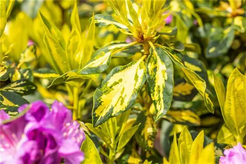 Rhododendron-Hybride 'Goldflimmer' - Rhododendron Hybr.'Goldflimmer' III