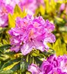 Rhododendron-Hybride 'Goldflimmer' - Rhododendron Hybr.'Goldflimmer' III