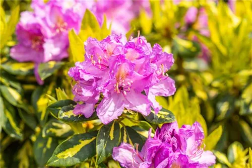 Rhododendron-Hybride 'Goldflimmer' - Rhododendron Hybr.'Goldflimmer' III