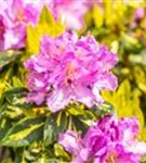 Rhododendron-Hybride 'Goldflimmer' - Rhododendron Hybr.'Goldflimmer' III