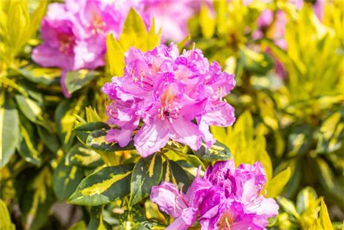 Rhododendron-Hybride 'Goldflimmer' - Rhododendron Hybr.'Goldflimmer' III