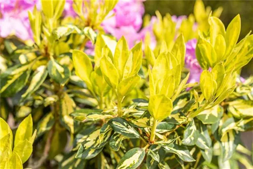 Rhododendron-Hybride 'Goldflimmer' - Rhododendron Hybr.'Goldflimmer' III