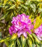 Rhododendron-Hybride 'Goldflimmer' - Rhododendron Hybr.'Goldflimmer' III