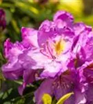 Rhododendron-Hybride 'Goldflimmer' - Rhododendron Hybr.'Goldflimmer' III