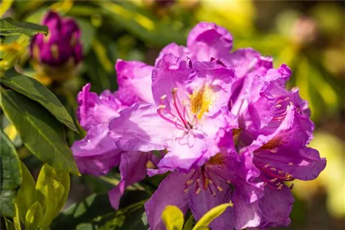 Rhododendron-Hybride 'Goldflimmer' - Rhododendron Hybr.'Goldflimmer' III