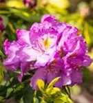 Rhododendron-Hybride 'Goldflimmer' - Rhododendron Hybr.'Goldflimmer' III