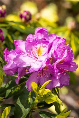 Rhododendron-Hybride 'Goldflimmer' - Rhododendron Hybr.'Goldflimmer' III