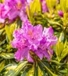 Rhododendron-Hybride 'Goldflimmer' - Rhododendron Hybr.'Goldflimmer' III