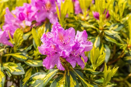 Rhododendron-Hybride 'Goldflimmer' - Rhododendron Hybr.'Goldflimmer' III