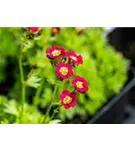 Garten-Moos-Steinbrech - Saxifraga x arendsii 'Harder Zwerg'