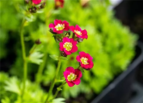 Garten-Moos-Steinbrech - Saxifraga x arendsii 'Harder Zwerg'