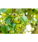 Wildbirne 'Beach Hill' - Pyrus communis 'Beech Hill' CAC