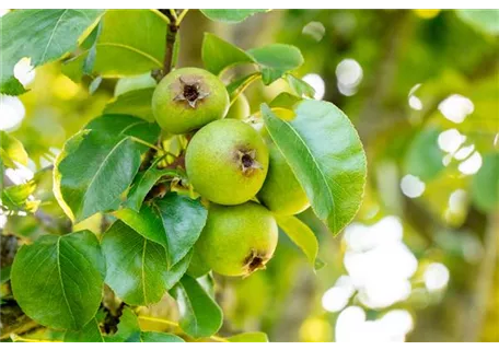 Pyrus communis 'Beech Hill' CAC - Wildbirne 'Beach Hill'