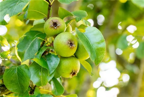 Wildbirne 'Beach Hill' - Pyrus communis 'Beech Hill' CAC