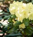 Rhododendron-Hybride 'Goldinetta' -R- - Rhododendron Hybr.'Goldinetta' -R- IV