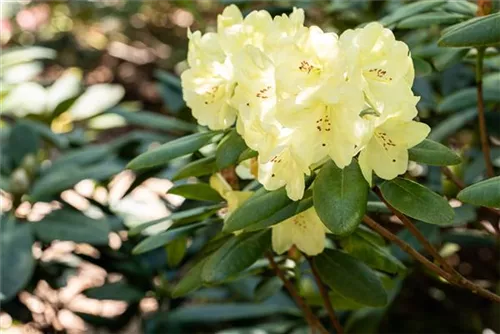 Rhododendron-Hybride 'Goldinetta' -R- - Rhododendron Hybr.'Goldinetta' -R- IV