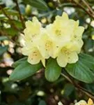 Rhododendron-Hybride 'Goldinetta' -R- - Rhododendron Hybr.'Goldinetta' -R- IV