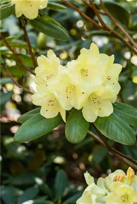 Rhododendron-Hybride 'Goldinetta' -R- - Rhododendron Hybr.'Goldinetta' -R- IV