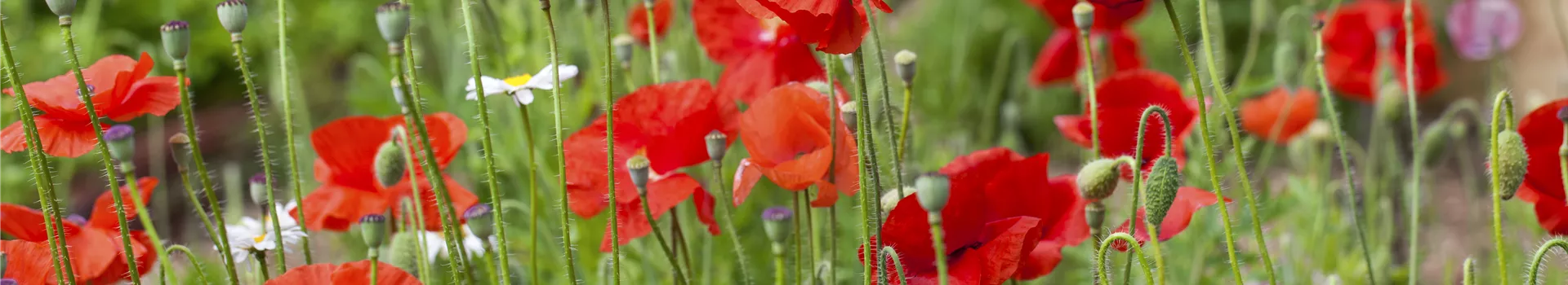 Der Klatschmohn – vom Acker in den Garten