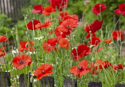 Der Klatschmohn – vom Acker in den Garten