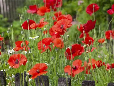 Der Klatschmohn – vom Acker in den Garten