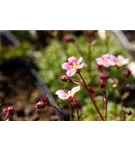 Garten-Moos-Steinbrech - Saxifraga x arendsii 'Highl.Rose Shades'