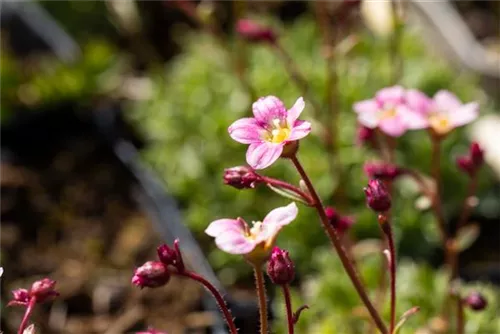 Garten-Moos-Steinbrech - Saxifraga x arendsii 'Highl.Rose Shades'